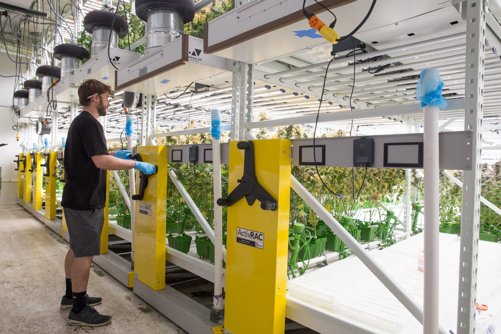 Cannabis farming on a strong reliable spacesaver ActivRAC