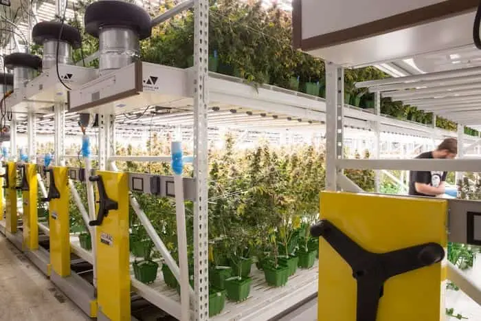 Cannabis grow facility mobile racks