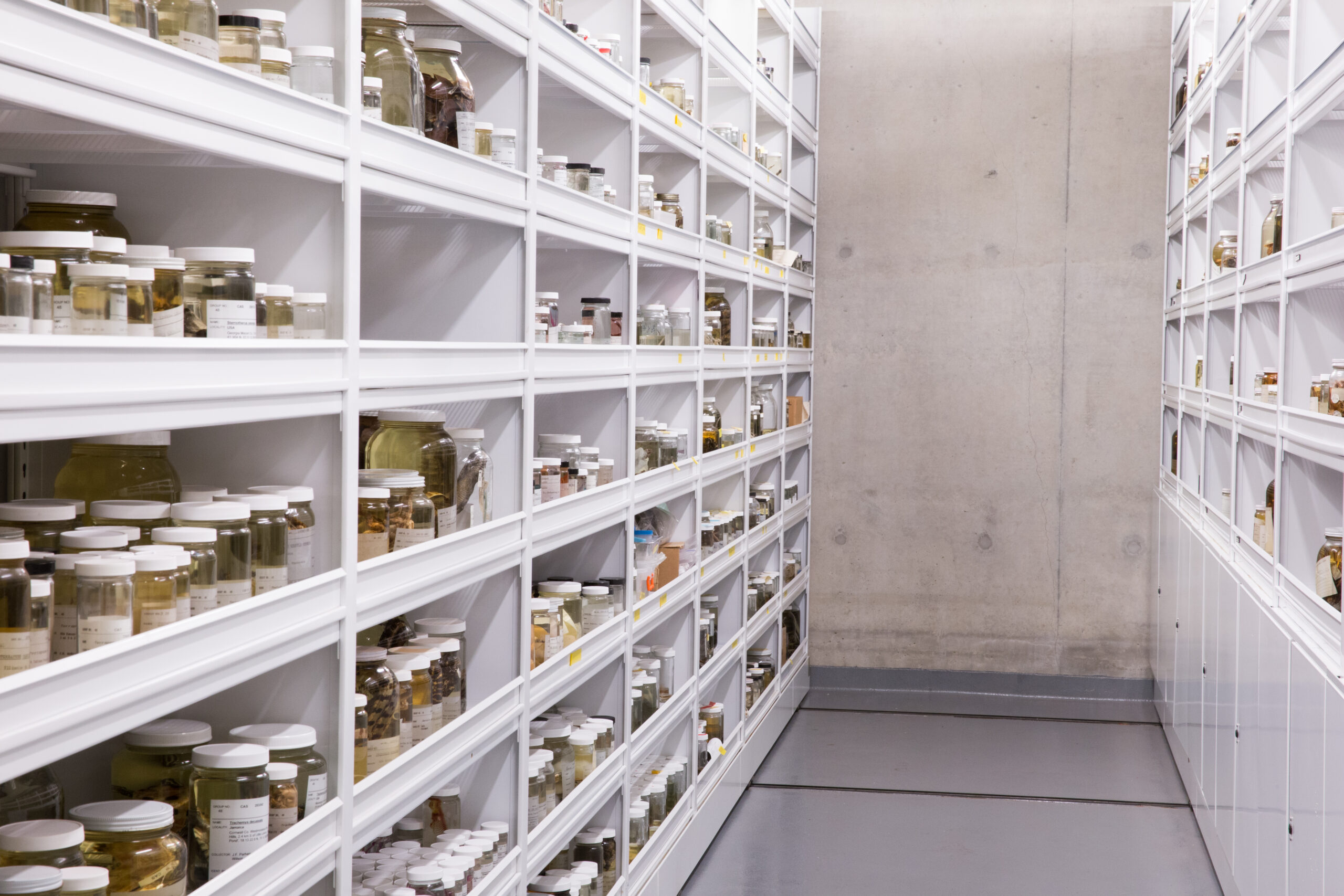 Collection-Specific Cabinetry & Storage 5 Museum cabinets